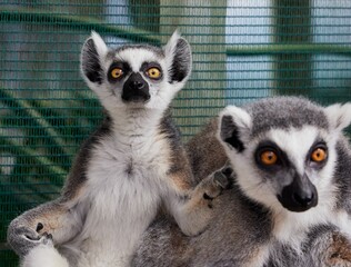Lemur primates are interacting inside a metal cage