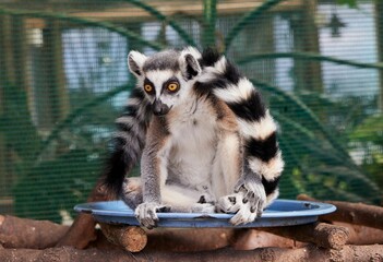 Adorable lemur sitting in the zoo with a cage in background
