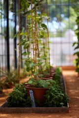 Bright, vibrant garden filled with a variety of plants in containers near a window