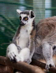 Adorable lemur sitting in the zoo with a cage in background