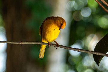 Atlantic Canary, a small Brazilian wild bird. The yellow canary Crithagra flaviventris is a small passerine bird in the finch family.	