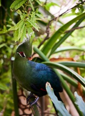 Vibrant feathered Tauraco with a bright red head and a grey beak perched upon a branch of a tree