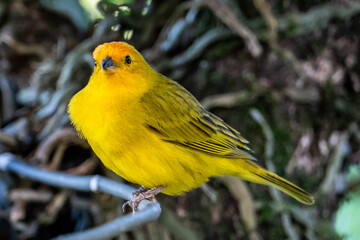 Atlantic Canary, a small Brazilian wild bird. The yellow canary Crithagra flaviventris is a small passerine bird in the finch family.	