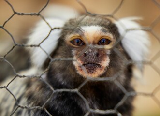 Close-up image of a Marmoset peering through a fence in an outdoor enclosure