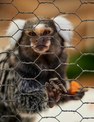 Close-up image of a Marmoset peering through a fence in an outdoor enclosure