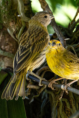 Atlantic Canary, a small Brazilian wild bird. The yellow canary Crithagra flaviventris is a small passerine bird in the finch family.	