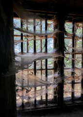 Abandoned window containing numerous webs hanging from the frame