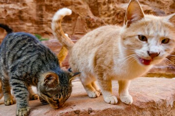 Fototapeta premium Cute cats standing on a rock on the blurry background