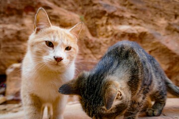 Cute cats standing on a rock on the blurry background