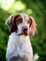 Closeup of an adorable Brittany in  a lush green with a blurry background