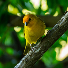 Atlantic Canary, a small Brazilian wild bird. The yellow canary Crithagra flaviventris is a small passerine bird in the finch family.	