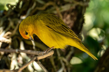 Atlantic Canary, a small Brazilian wild bird. The yellow canary Crithagra flaviventris is a small passerine bird in the finch family.	