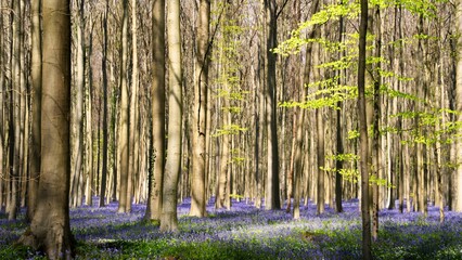 Forest in Belgium, blooming with vibrant wild hyacinths, commonly known as bluebells