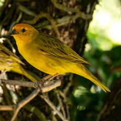 Atlantic Canary, a small Brazilian wild bird. The yellow canary Crithagra flaviventris is a small passerine bird in the finch family.	