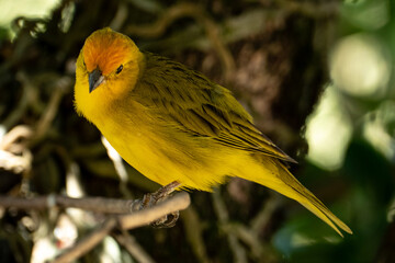 Atlantic Canary, a small Brazilian wild bird. The yellow canary Crithagra flaviventris is a small passerine bird in the finch family.	