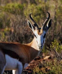 portrait of Springbok in the Aquila Nature Game Reserve at the Karoo in South Africa