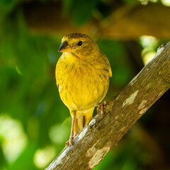 Atlantic Canary, a small Brazilian wild bird. The yellow canary Crithagra flaviventris is a small passerine bird in the finch family.	