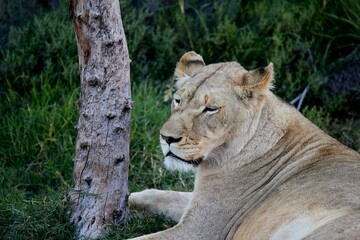 Female lion is resting in the shade in the Aquila game reserve in South Africa