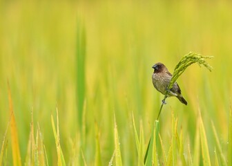 Naklejka premium Munia perched atop a green stem in a lush meadow of grass.