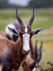 Bonteboks in De Hoop Nature Reserve, South Africa.