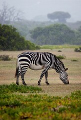 Zebra grazing in a green field in De Hoop Nature Reserve, South Africa.
