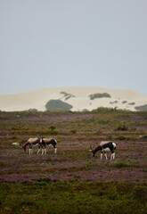 Bonteboks in De Hoop Nature Reserve, South Africa.