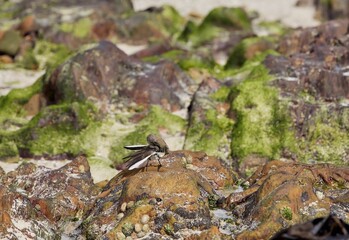 Bird on a beach of Hermanus in South Africa Western Cape
