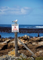 Closeup of a Silver gull perched on a white sign with a blurry background in South Africa