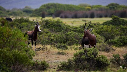 Two bonteboks in De Hoop Nature Reserve, South Africa.