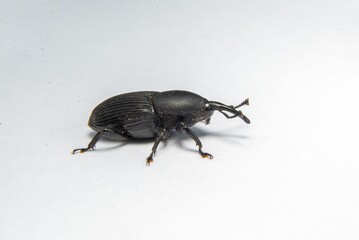 a small black bug that is on a white surface some of it's legs