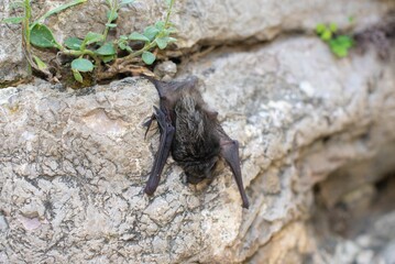 a dead bat is laying on the rock near the grass