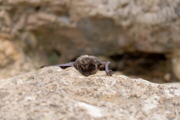 Solitary, juvenile bat resting atop a rocky ledge