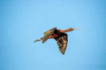 Majestic red-winged duck soaring through the sky in search of its next meal