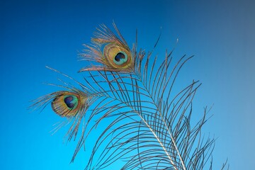Vibrant peacock feathers against a vivid colorful background