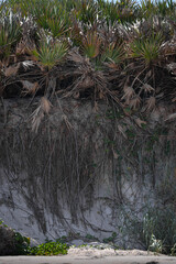 Exposed Plant Roots on Eroded Sand Dunes on Florida Beach. Sand Dunes on Beautiful Florida Beaches at Canaveral National Seashore
