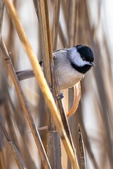 Black-capped chickadee perched on the top of a tall, brown grass-like reed