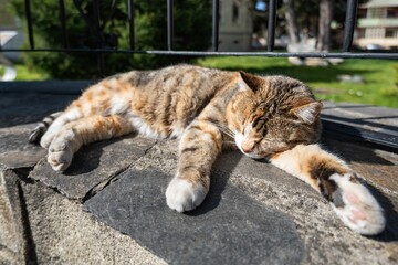 Gray and white cat resting peacefully on smooth stones in front of a metal fence