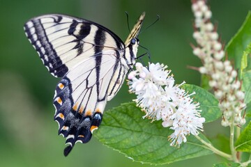 a large butterfly resting on a flower with its wings open