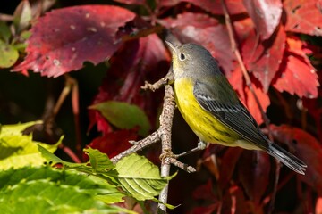 Vibrant Magnolia warbler sits atop a thin branch of a tree in a scenic outdoor setting