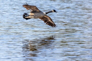 Canadian goose gliding gracefully across a lake in the warm sunshine