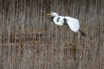 Great Egret (Ardea alba) flying over a field of tall grass and wildflowers