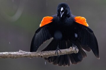 Close-up of a Red-winged blackbird with vibrant orange wings perched on a wet tree branch