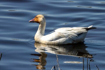 Snow Goose swimming through a tranquil pond on a sunny day