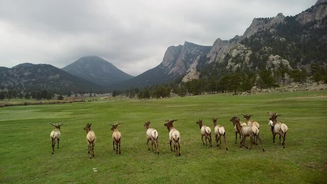 Aerial follow of elk running in green meadow, estes park, colorado