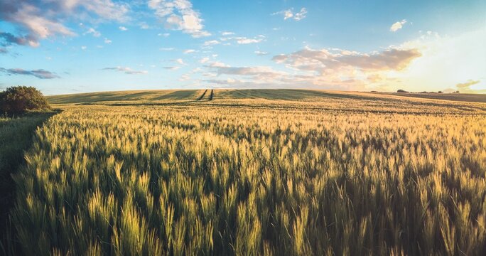 AI generated illustration of a vibrant landscape of golden wheat fields illuminated by the warm sun © Wirestock