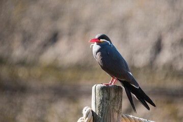 Closeup of Inca Tern perched on a wooden fence with a blurry background