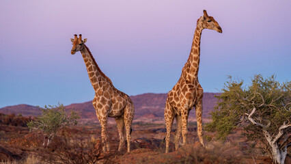 Giraffes in the wild, Augrabies Falls National Park, South Africa	