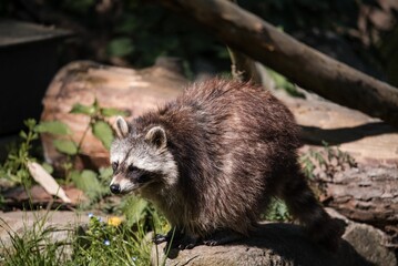Closeup of a raccoon on the ground in a forest with a blurry background