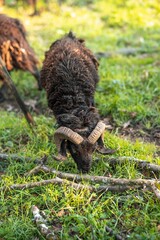 Brown goat grazing on the green grass on a sunny day