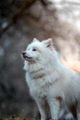 Obraz premium Adorable white Samoyed dog standing in the middle of a rural road